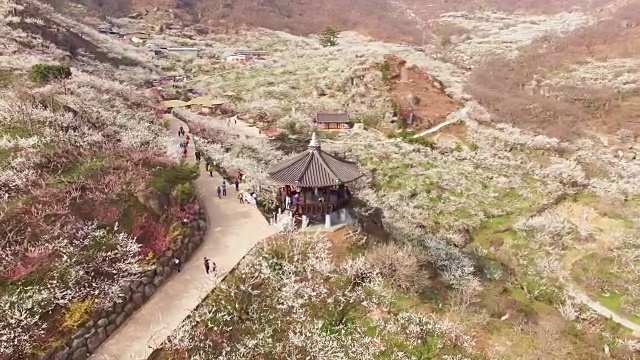 梅花村梅花山鸟瞰图及凉亭视频素材