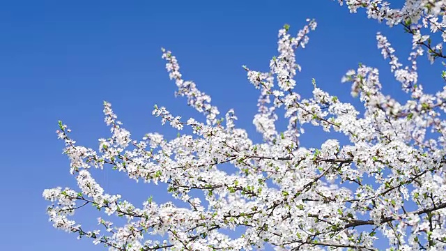 樱花的枝头映衬着蔚蓝的天空。视频素材