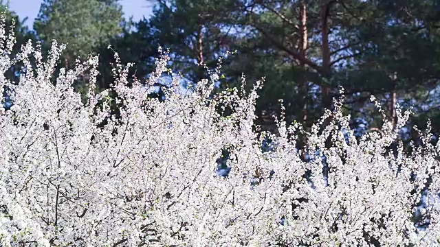 树上开着白花的树枝。视频素材