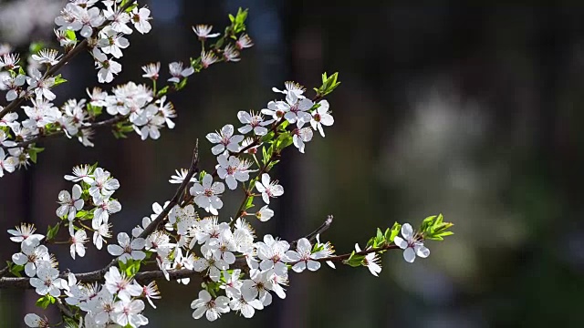 树上开着白花的树枝。视频素材