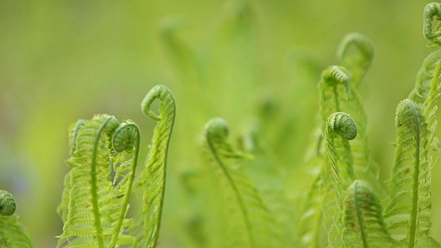 新蕨类植物视频素材