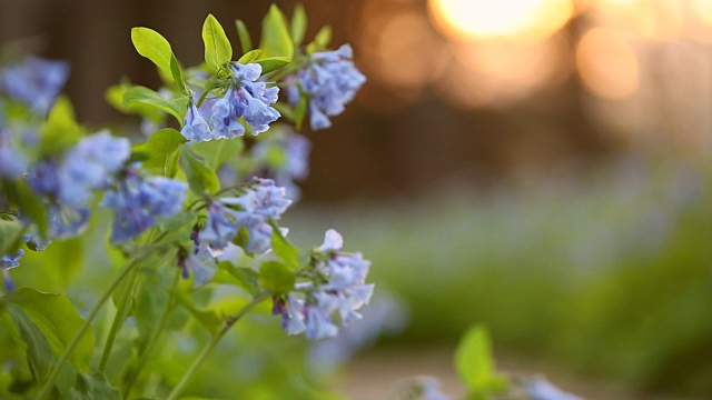 普通的风信子和蜜蜂视频素材