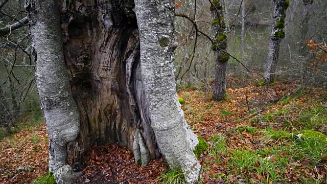 Orbaneja del Castillo的森林视频素材