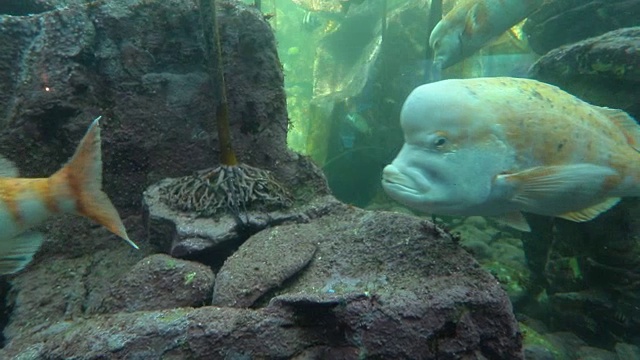 水族馆视频素材