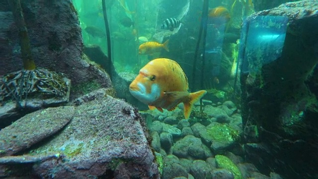 水族馆视频素材