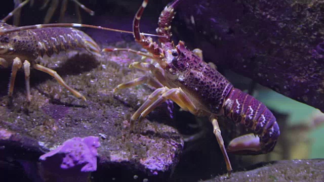 水族馆视频素材