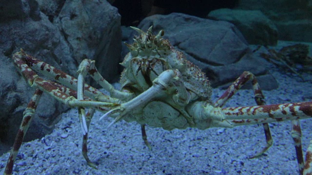 水族馆视频素材