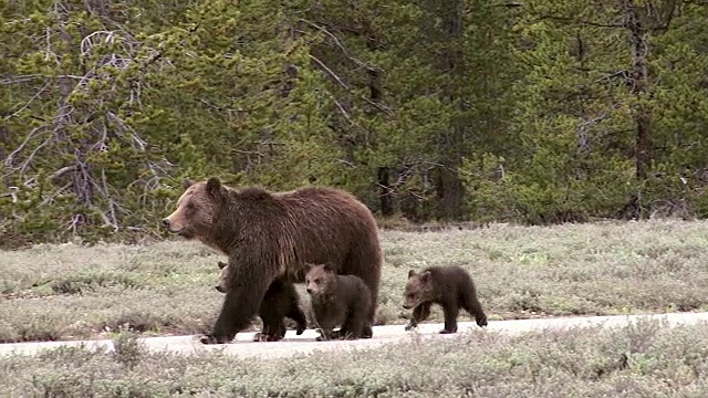 MS拍摄到一只灰熊(Ursus arctos horribilis)母猪带着3只小灰熊走在路上视频素材