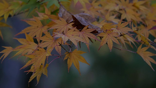 俄勒冈日本枫叶视频素材