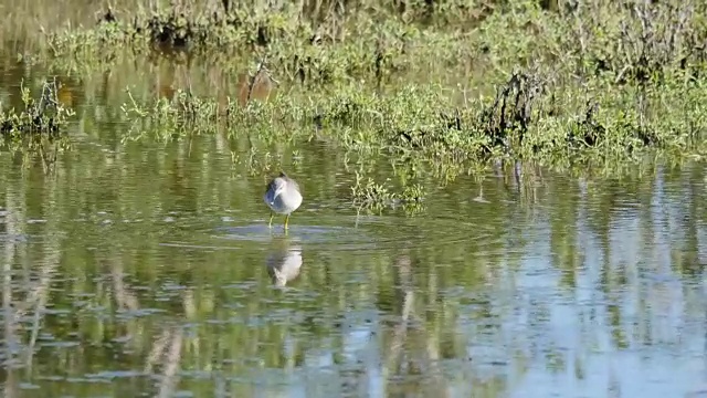 德州鸟倒映在水中视频素材