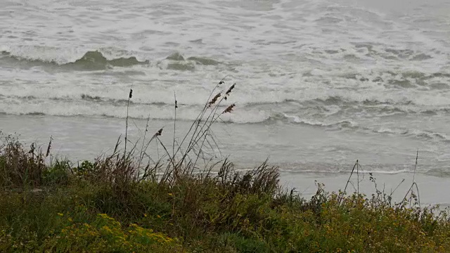 德克萨斯海湾沿岸的草和波浪视频素材