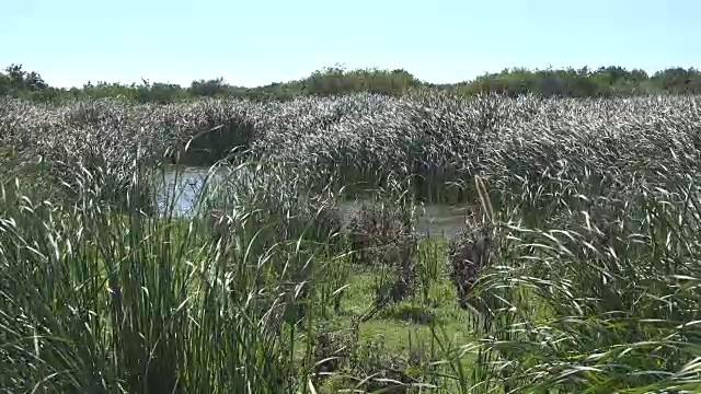 德克萨斯州海湾沿岸芦苇在风中视频素材