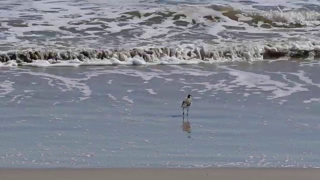 德州鸟在冲浪边缘视频素材