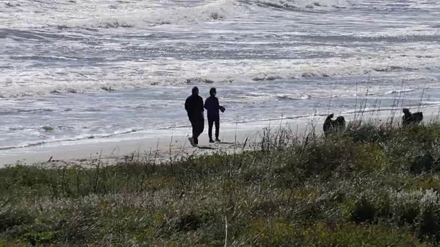 德克萨斯野马岛海滩上的人们和狗视频素材