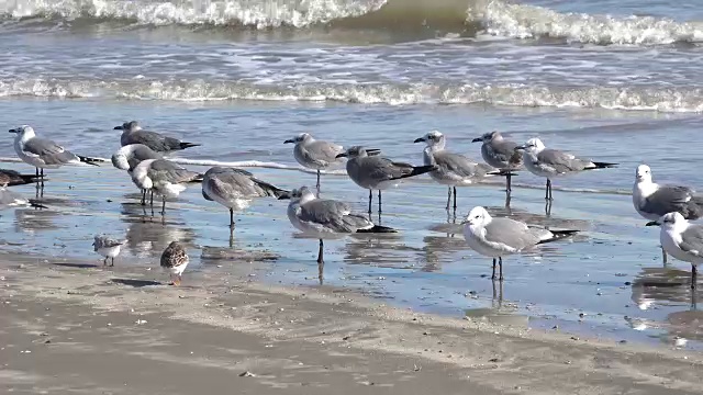 德州海鸥和小飞禽视频素材