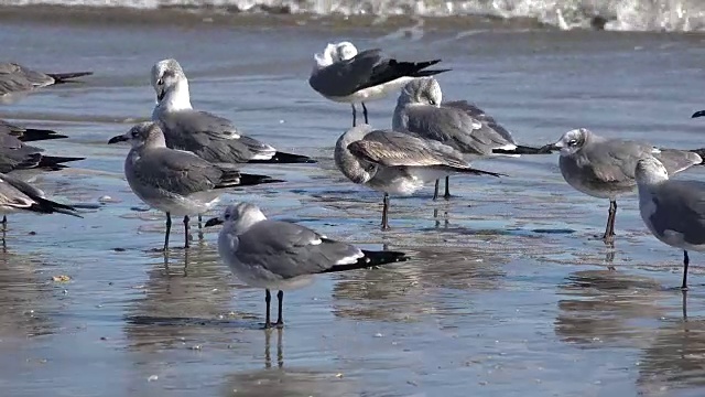 海滩上的德克萨斯海鸥视频素材