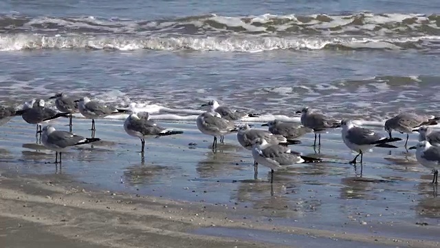 德克萨斯海鸥沿着海岸奔跑视频素材