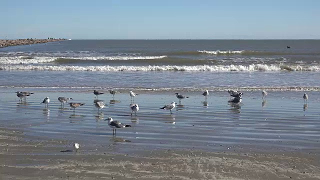 德克萨斯海鸥站在海浪旁视频素材