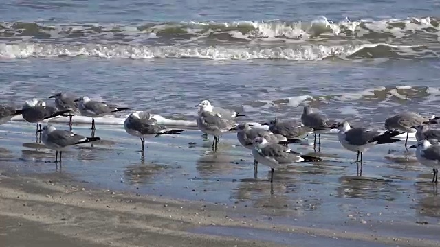 德州海鸥与zoom到码头视频素材