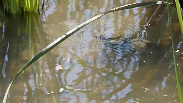 水下德州龟视频素材