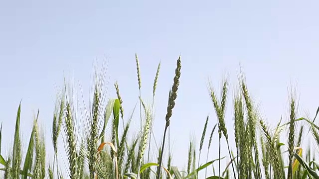 高清视频小麦穗在晴朗的天空视频素材