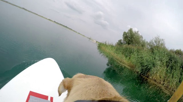 狗在冲浪板上视频素材