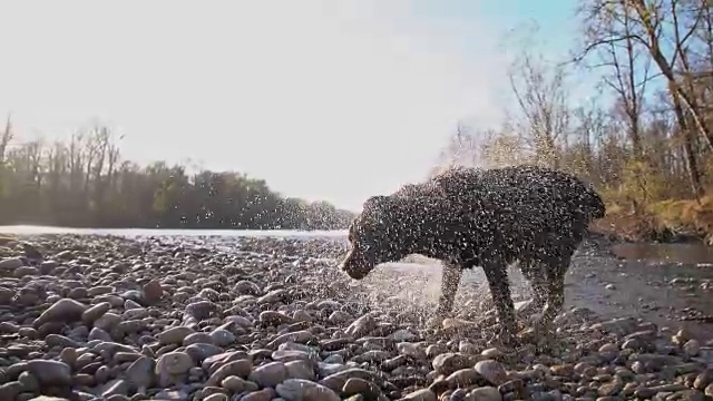 SLO MO拉布拉多寻回犬抖掉水视频素材