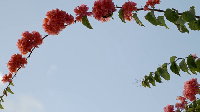 长藤上的花/巴巴多斯，加勒比视频素材