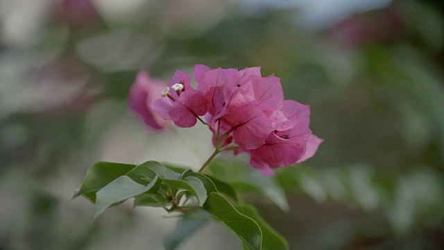 粉花/巴巴多斯，加勒比视频素材