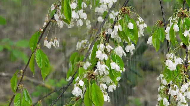 春雨落在花树上特写(4K/UHD)视频素材