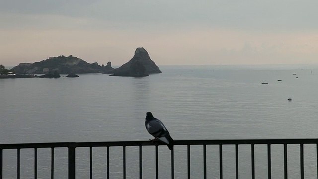 Aci Castello，一只鸽子和独眼巨人群岛在背景中视频素材