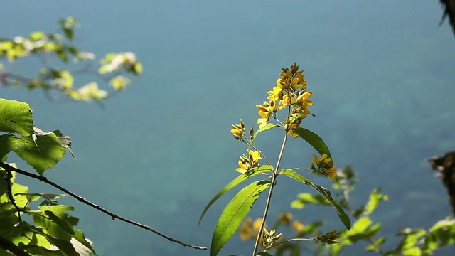 在普利特维茨湖国家公园的湖中，叶子和花朵视频素材