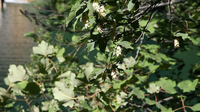 在普利特维茨湖国家公园的湖中，叶子和花朵视频素材