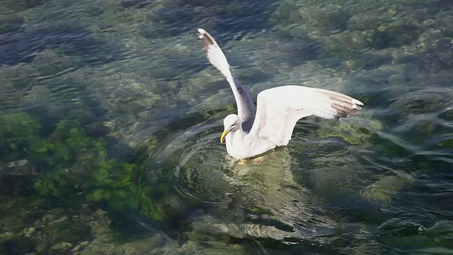 海鸥在港口，Porec视频素材