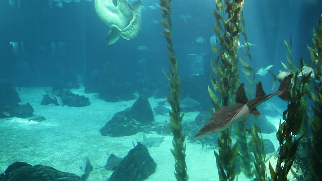 里斯本，国家公园(公园的Nacoes)，水族馆视频素材