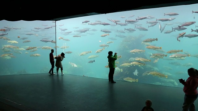 Alseund,水族馆视频素材