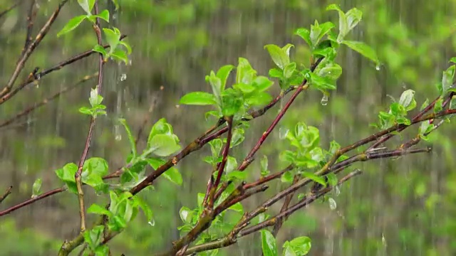 春天大雨落在幼树上特写(4K/UHD)视频素材