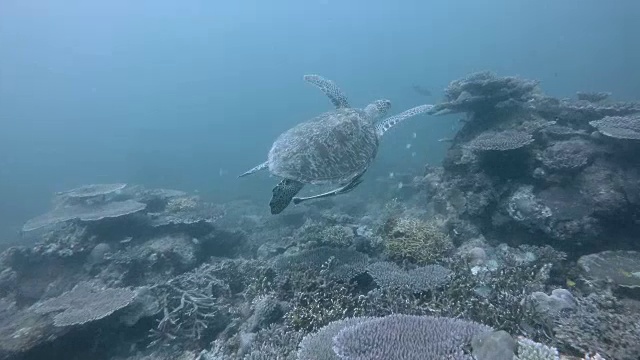 游泳的乌龟视频素材