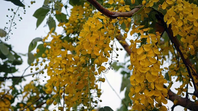 桂皮瘘花视频素材