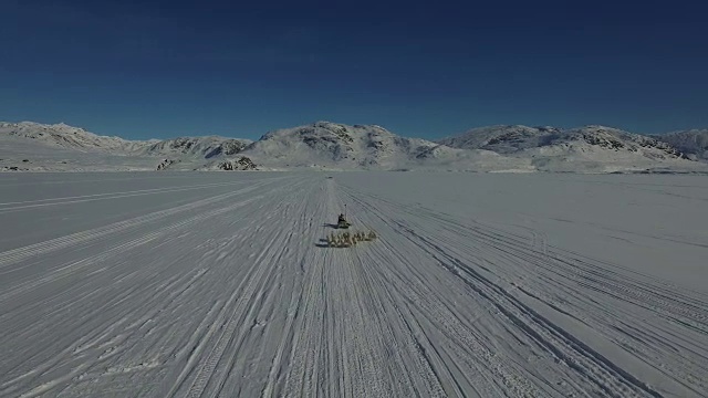 狗拉雪橇接近无人机的视频视频下载