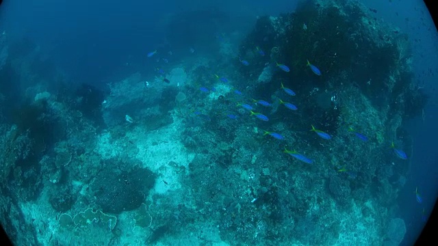 一群燧发鱼的海底航拍视频素材