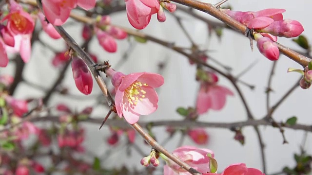 这是一束榅桲花的特写视频素材