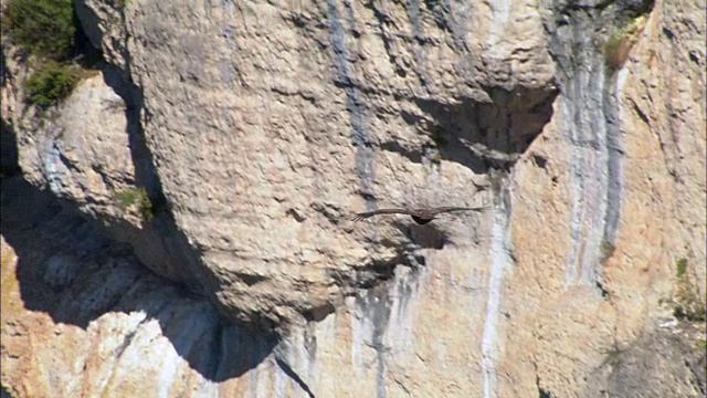 秃鹰在悬崖边飞行-鸟瞰图-朗格多克-鲁西永，Lozère，弗洛拉克区，法国视频素材