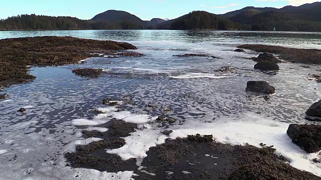 阿拉斯加锡特卡湾的鲱鱼浆和泡沫视频素材