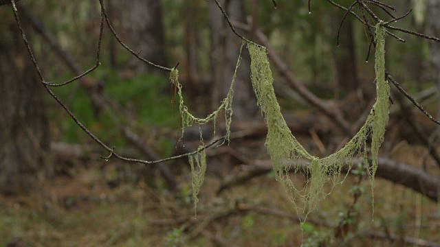 西班牙苔藓挂在树枝上视频素材