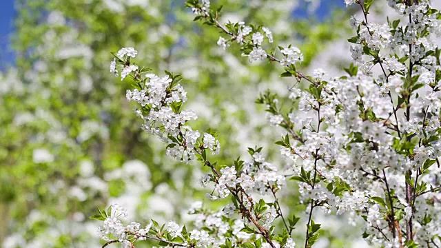 花园里开花的樱桃。视频素材