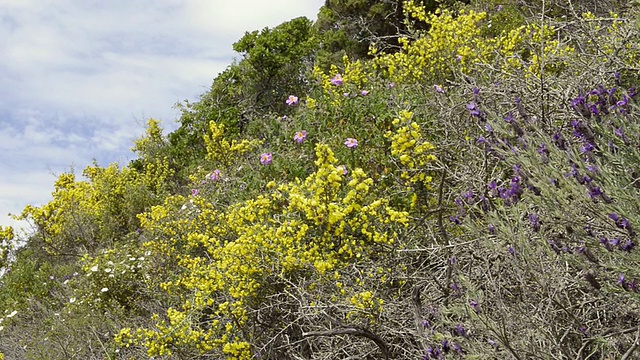 法国科西嘉维嘉开花的马吉亚花、金雀花、石竹花和薰衣草的MS照片视频素材