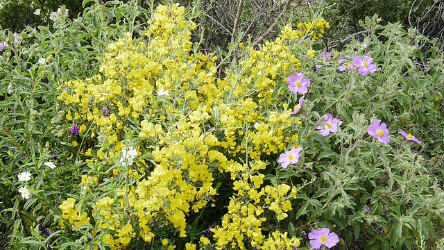 开花金雀花(Genista)和岩蔷薇(Cistus albidus) / Verghia，科西嘉，法国视频素材