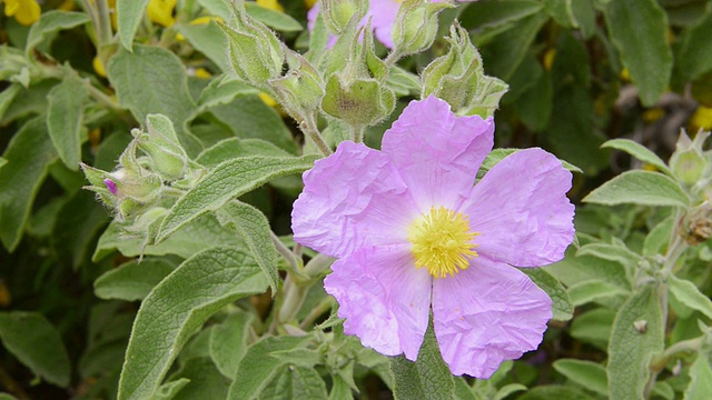 法国科西嘉vergia开花岩蔷薇(citstus albidus)的CU照片视频素材