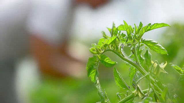 CU SLO MO在绿色/大棚中拍摄的植物，农民倾向于在背景(没有聚焦)/查塔姆，密歇根州，美国视频素材